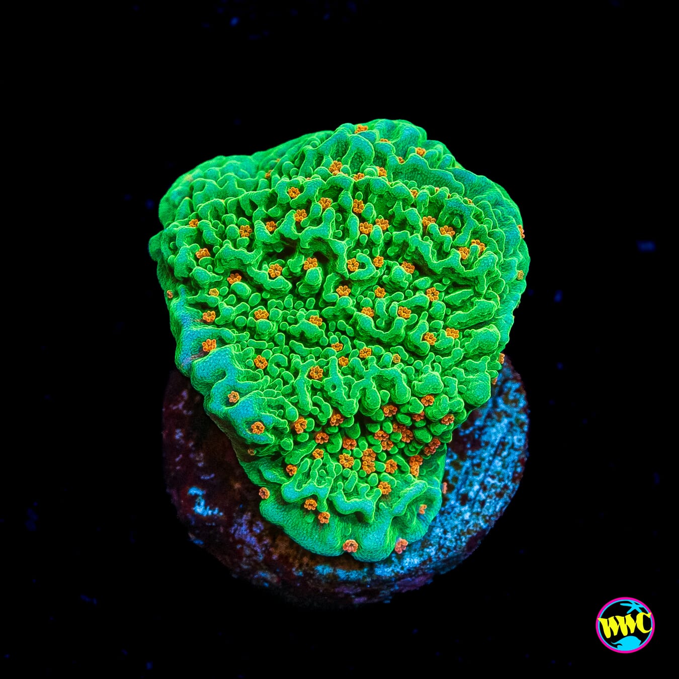 Tequila Sunrise Montipora