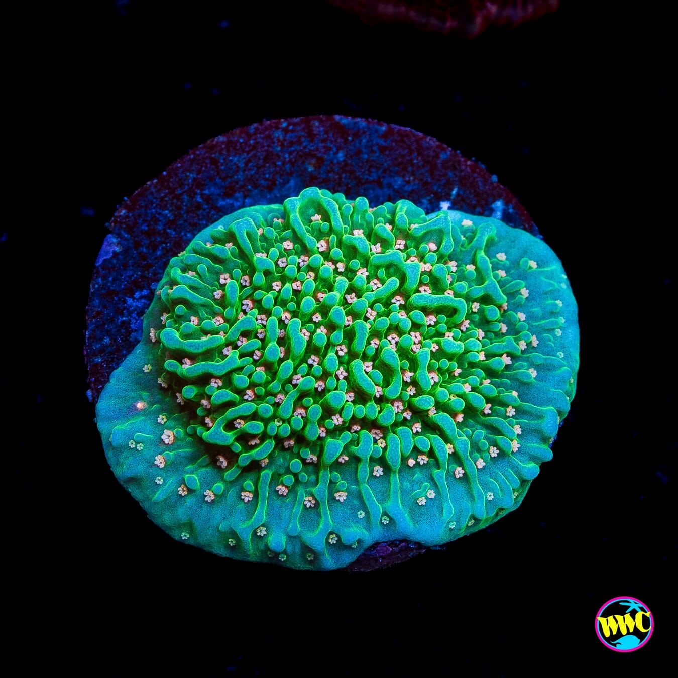 Green Eggs and Ham Montipora