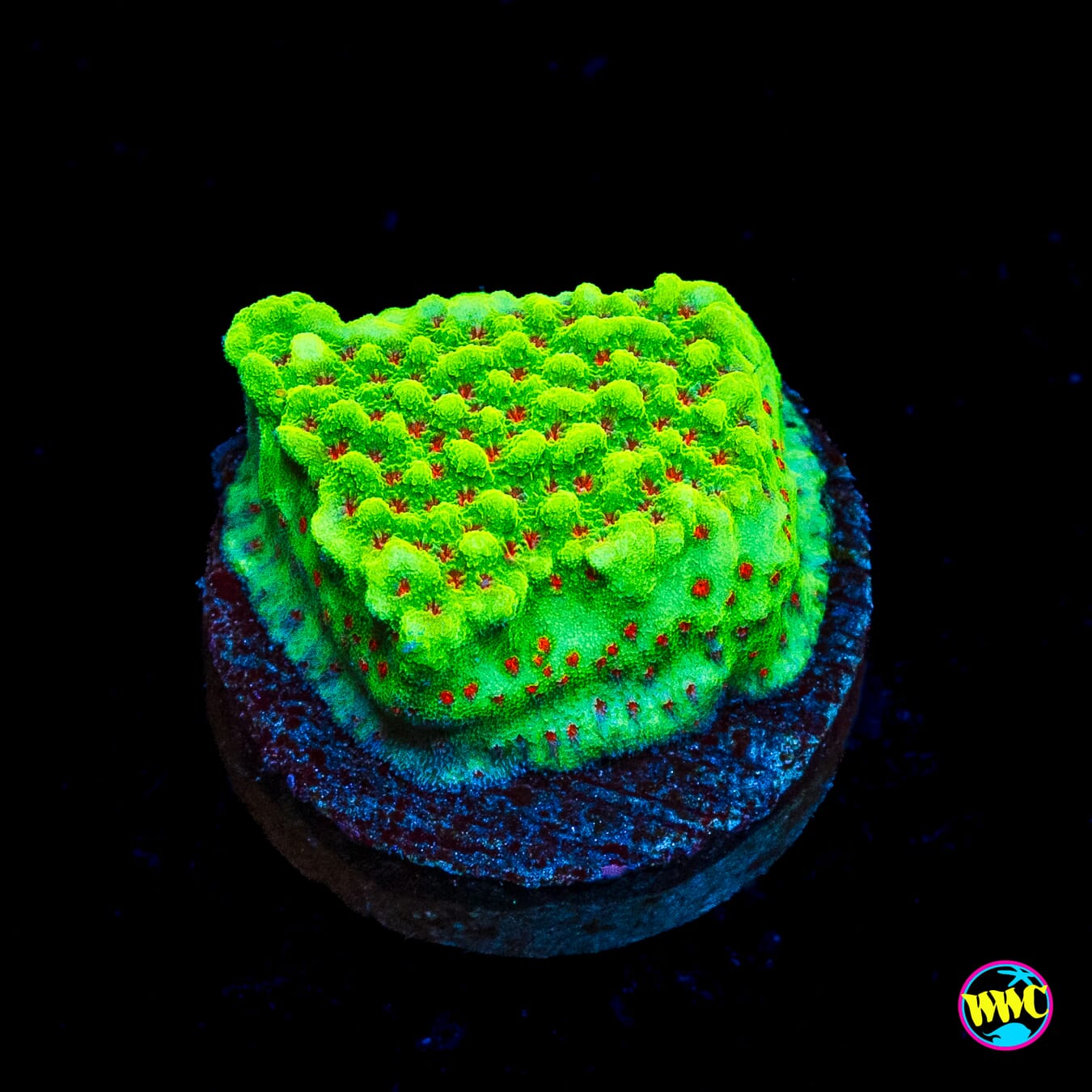 WWC Spicy Banana Montipora