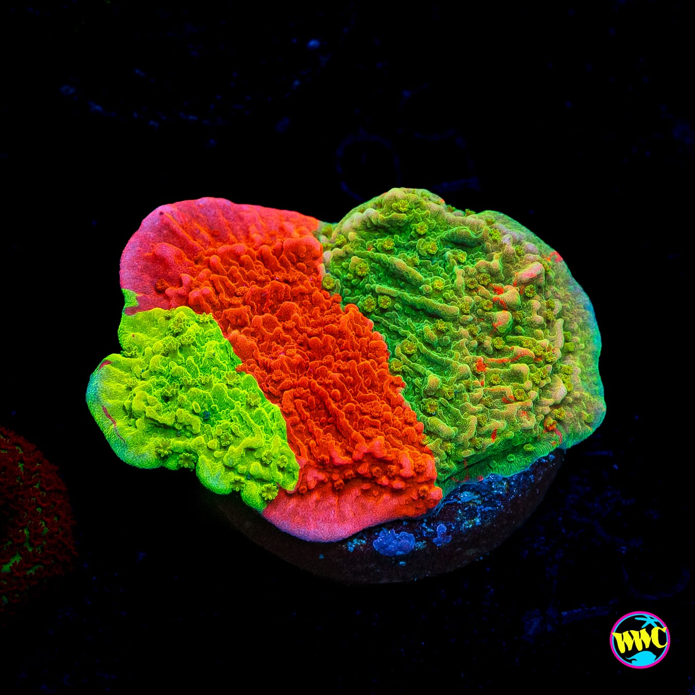 WWC Triple Threat Grafted Montipora