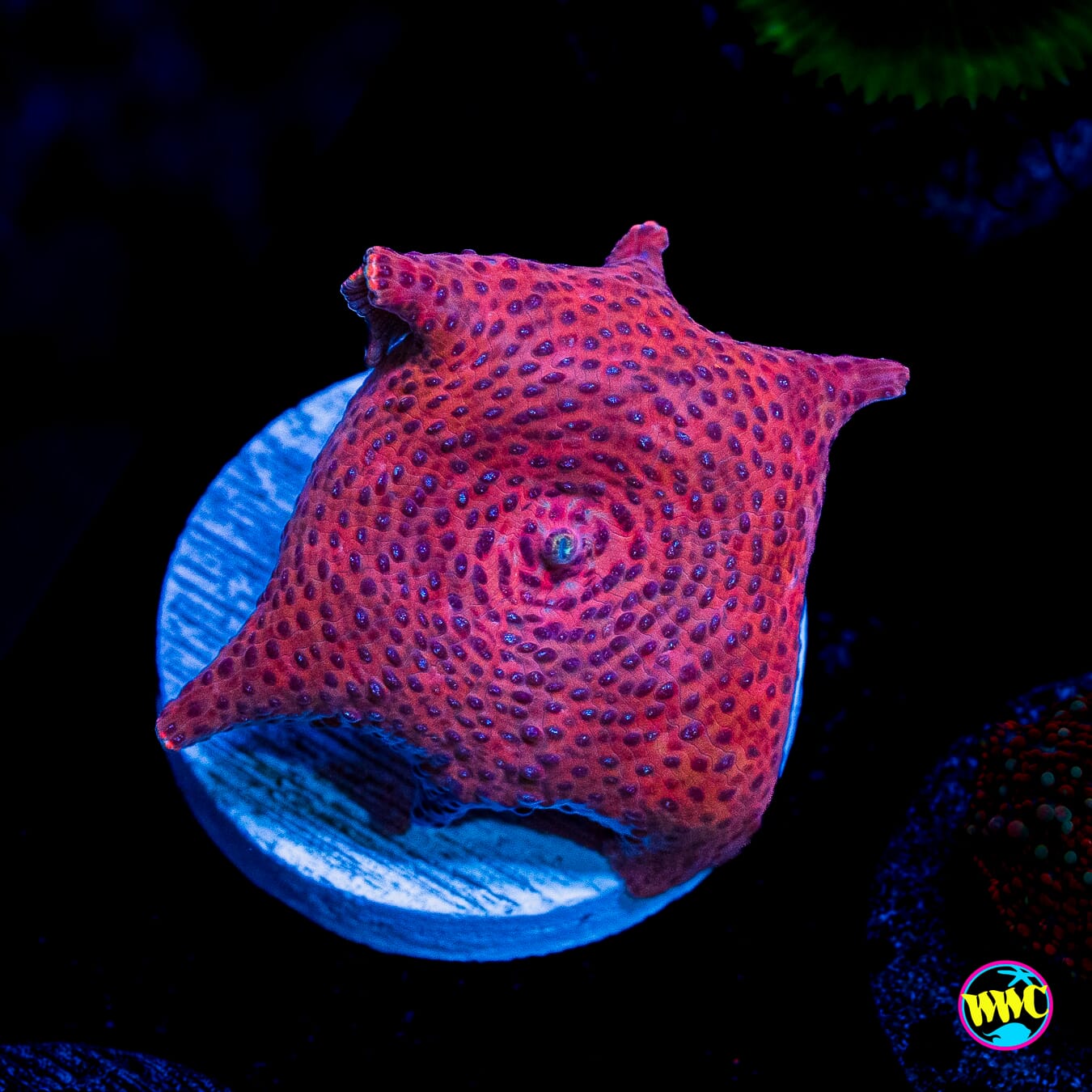 Devil Eye Disco Mushroom