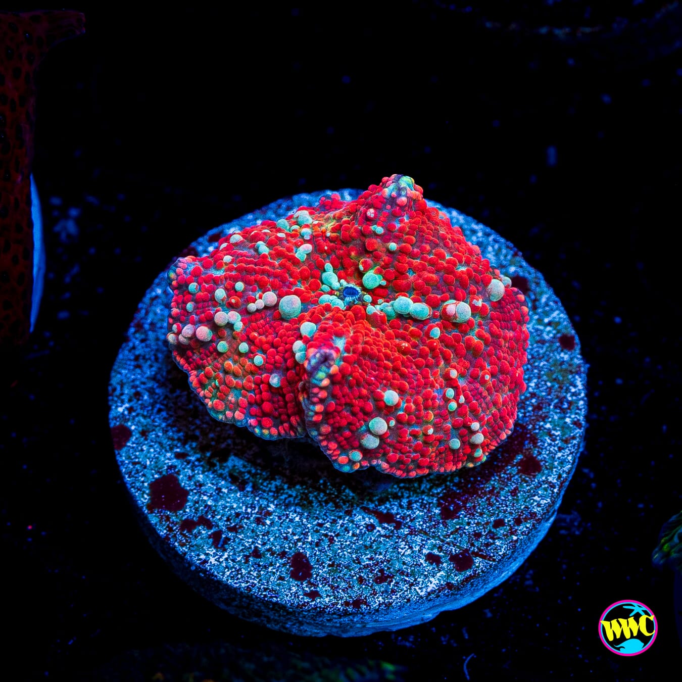 Red Devil Disco Mushroom