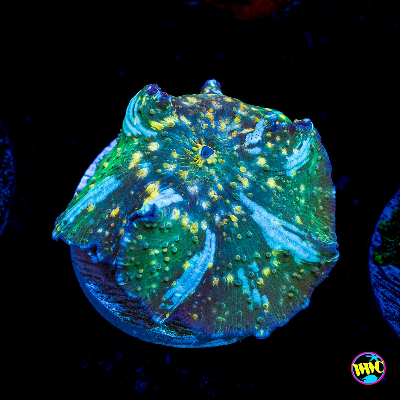 Spotted Iguana Disco Mushroom