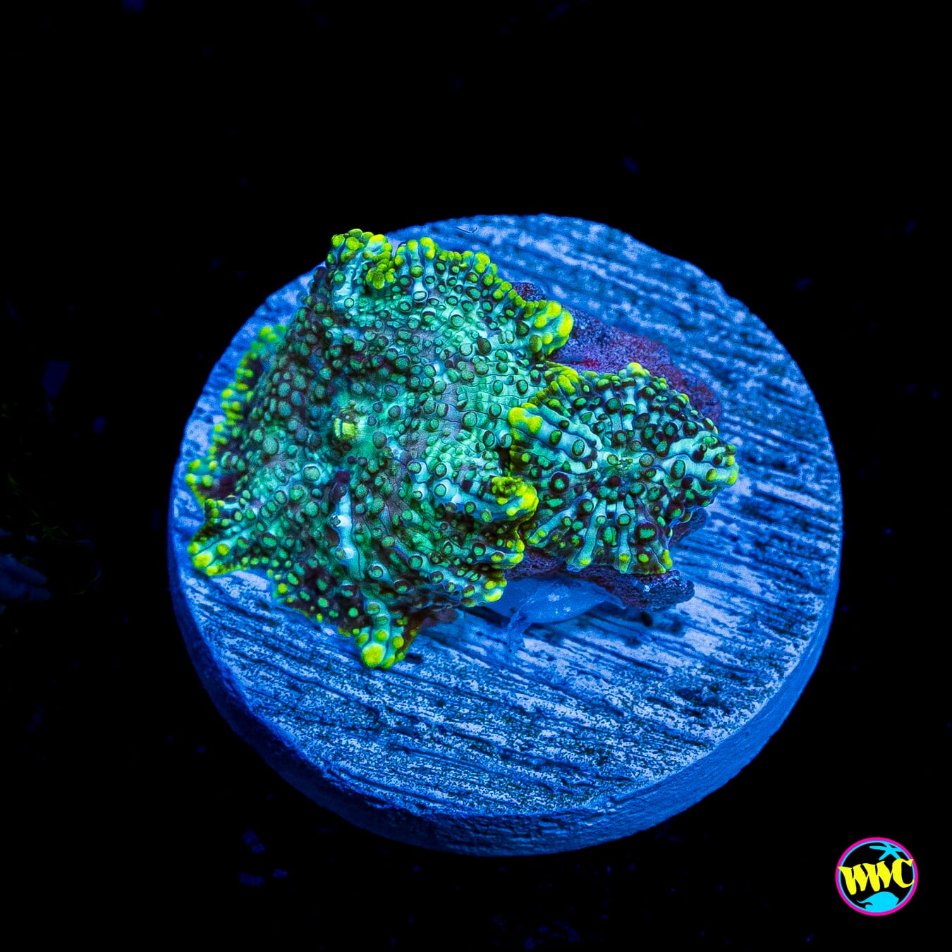 Trippin Iguana Disco Mushroom