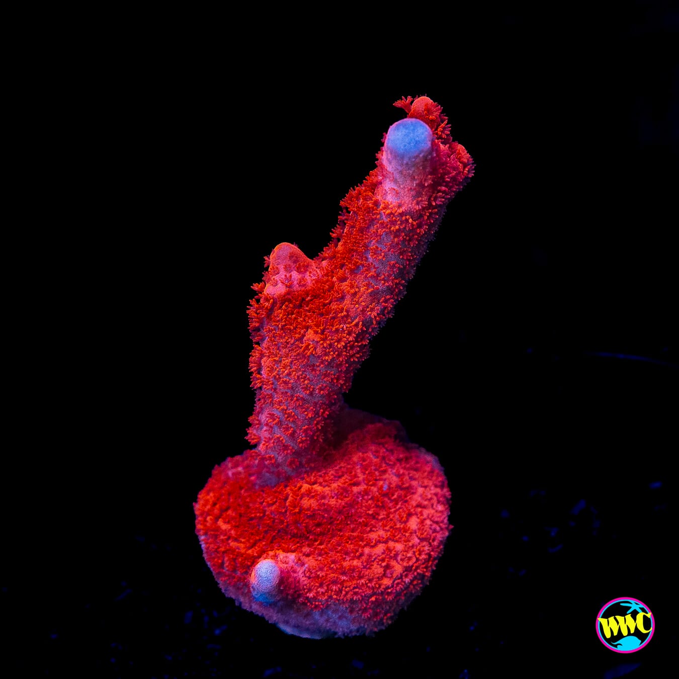 Red Digitata Montipora