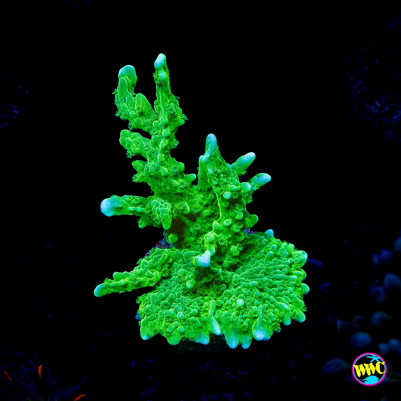 WWC Sour Apple Hirsuta Montipora