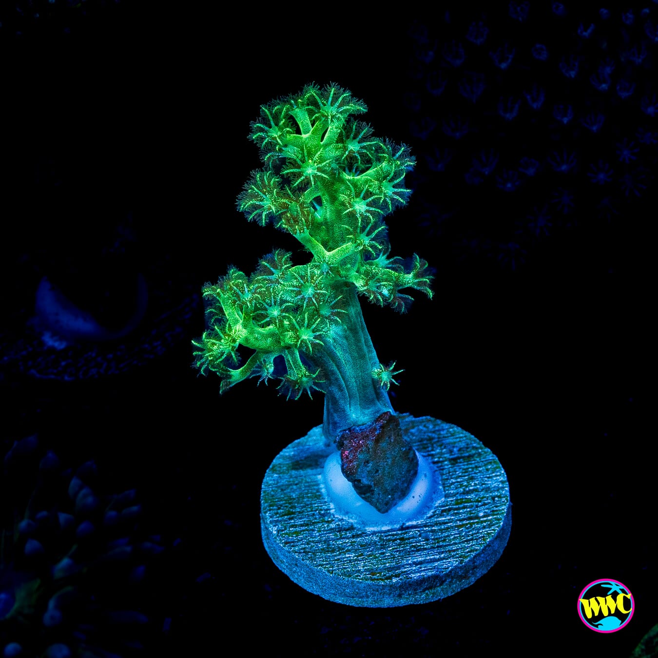 WWC Solomon Hairy Leather