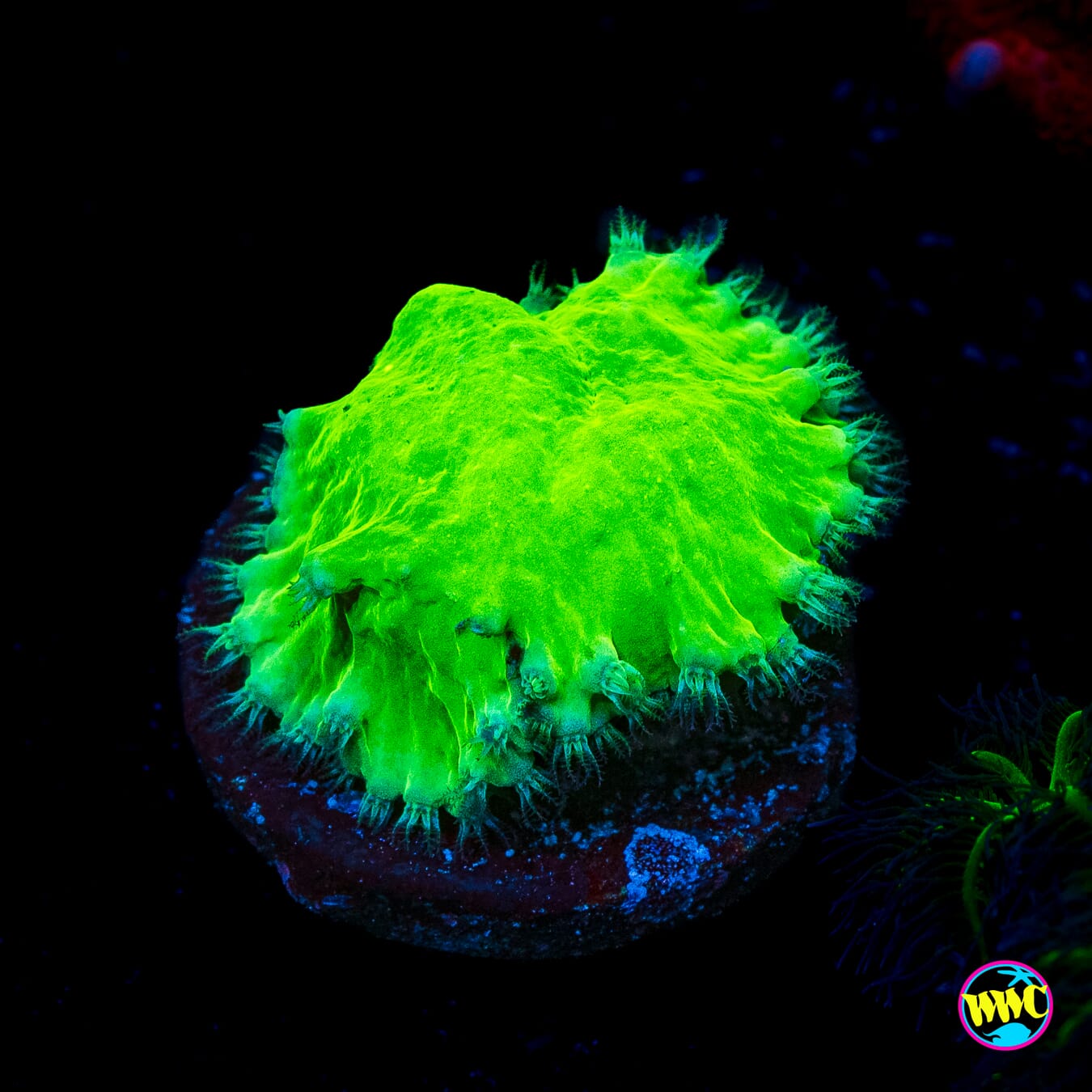 WWC Neon Cabbage Leather
