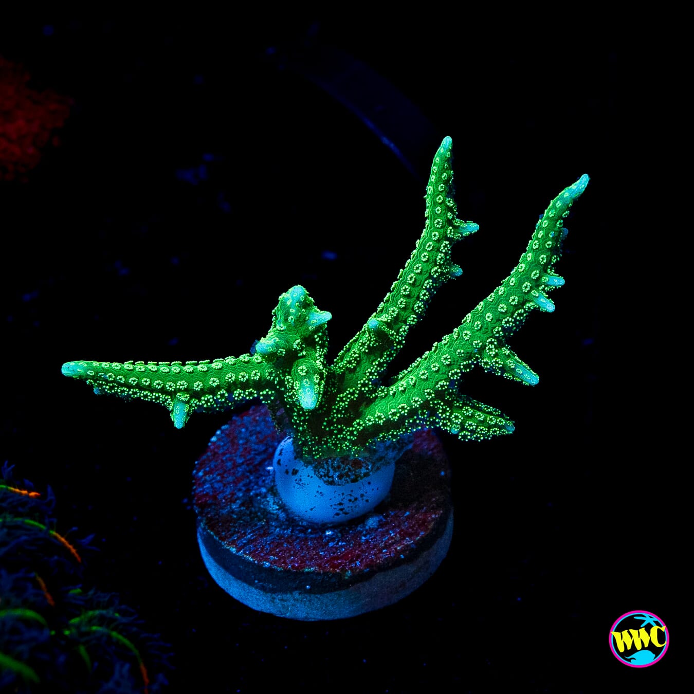 RW Jade Dragon Birdsnest