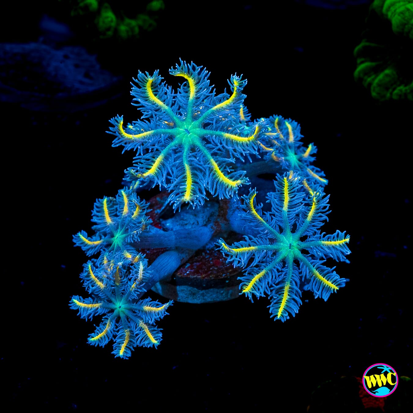 WWC Lemon Tipped Clove Polyps