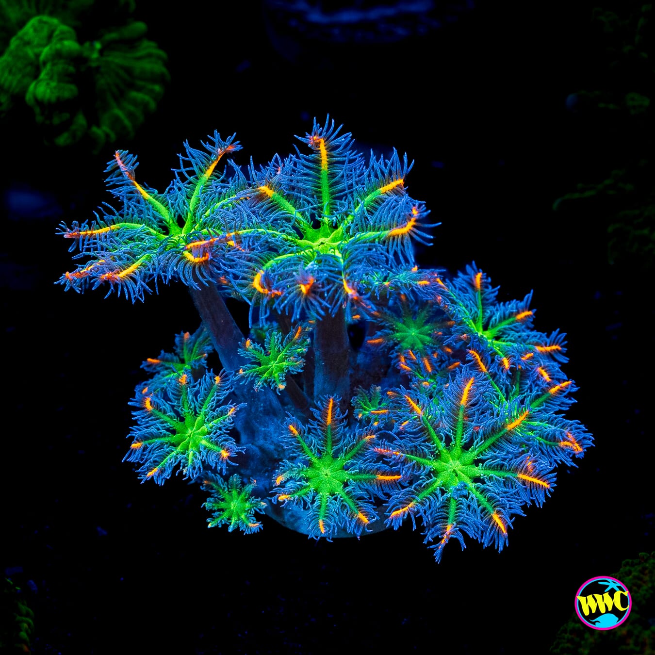 WWC High Voltage Clove Polyps