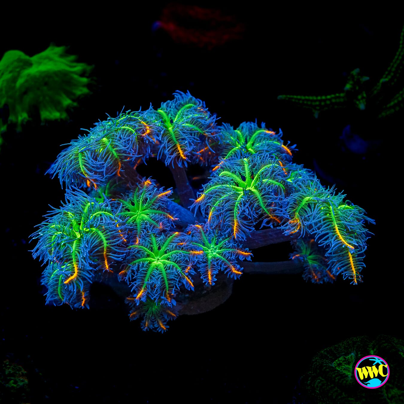 WWC High Voltage Clove Polyps