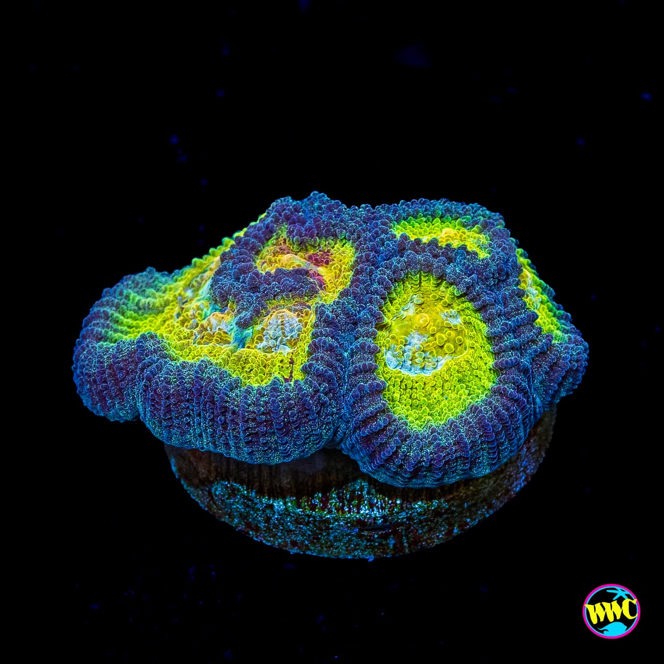 WWC Blue Lobster Favia