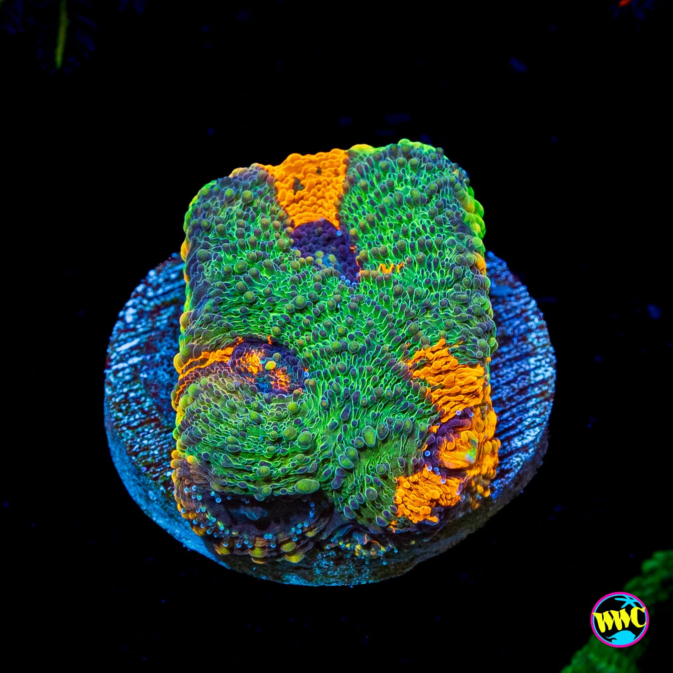 Agent Orange Favia