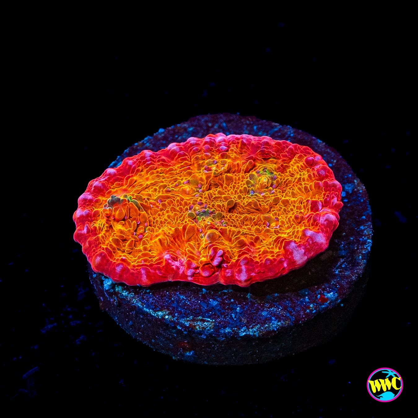 POTO Rainbow Peacock Chalice