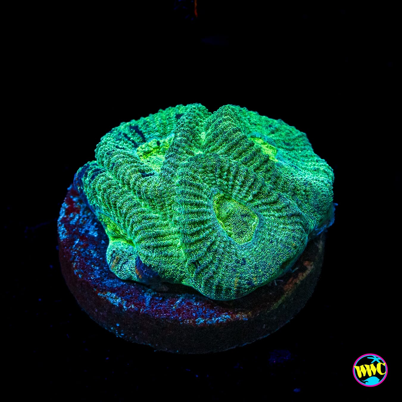 Chameleon Favia