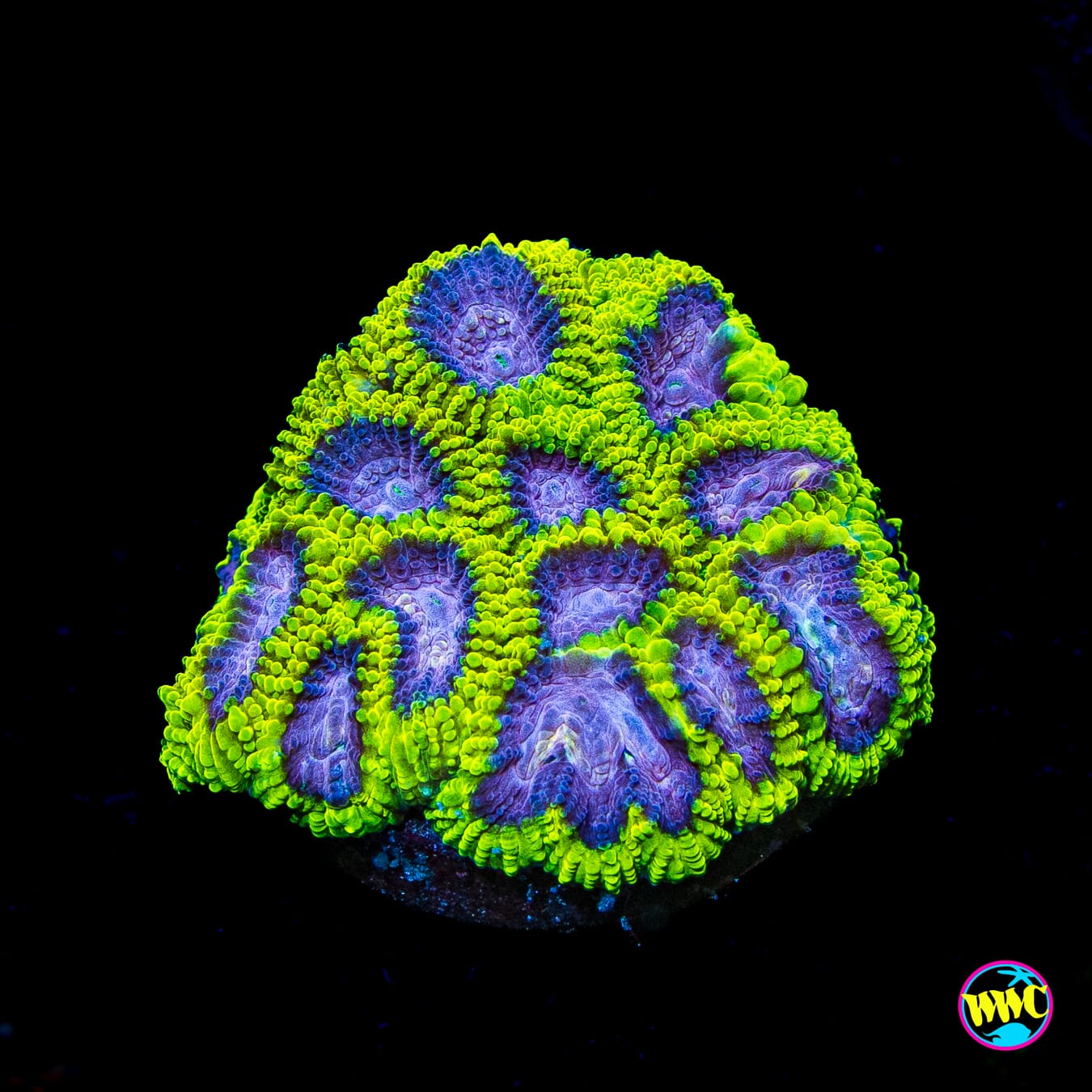 WWC Space Monkey Favia