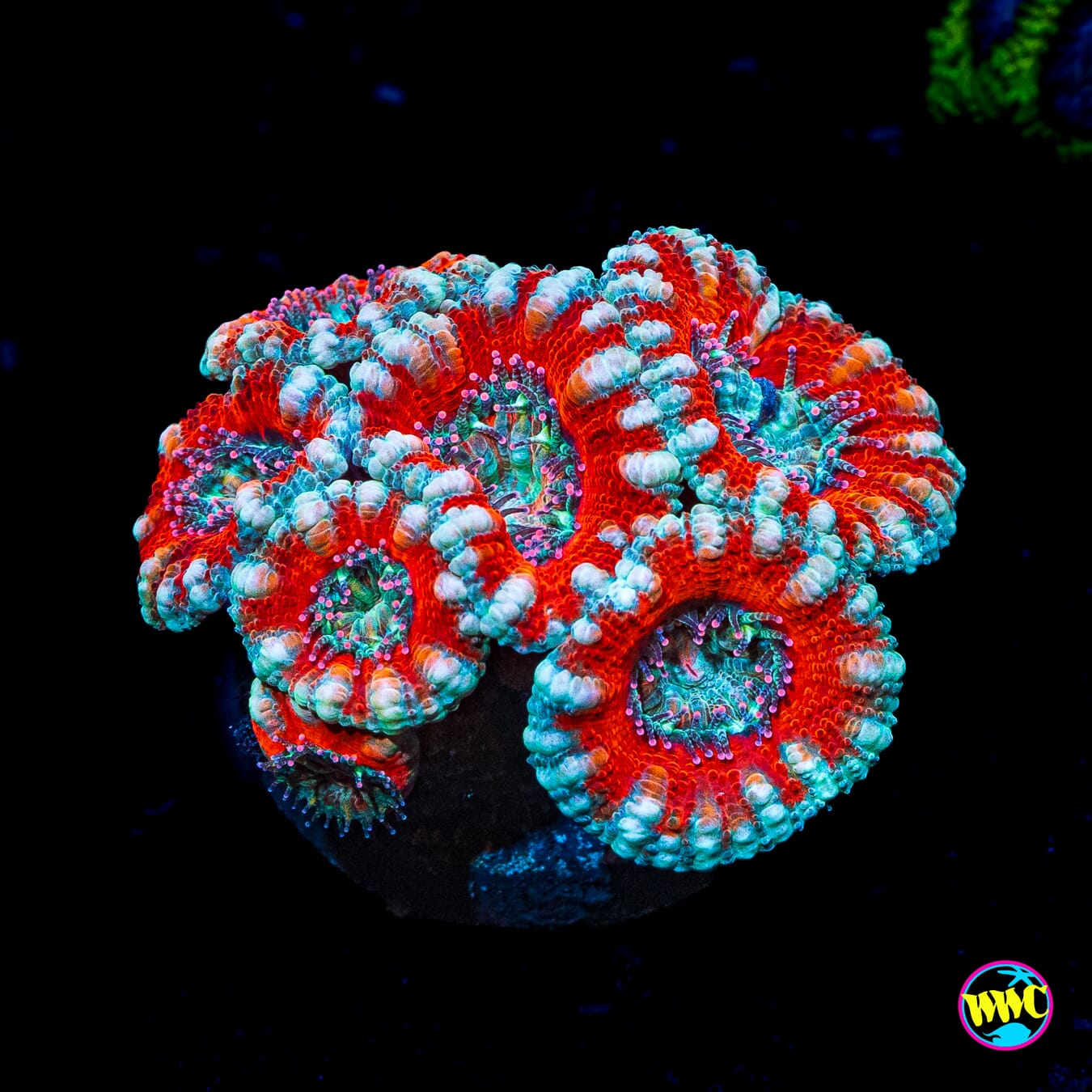 Peppermint Aussie Lord