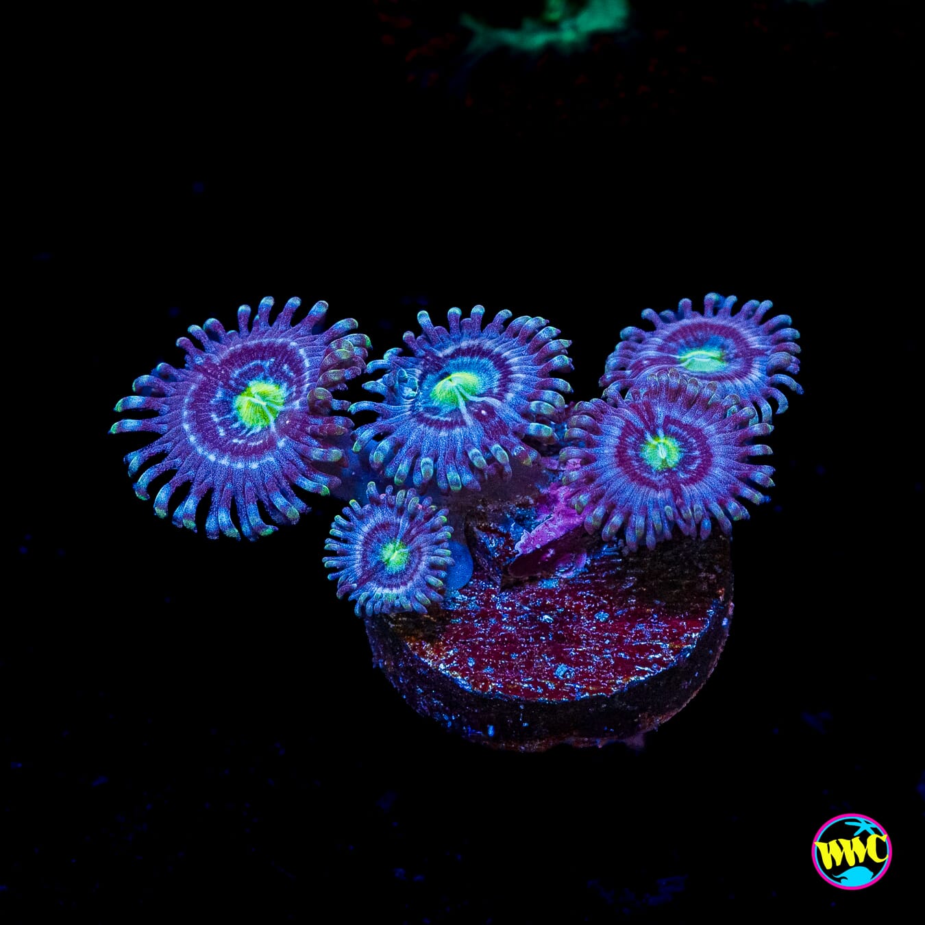 WWC Avocado Smasher Zoanthids