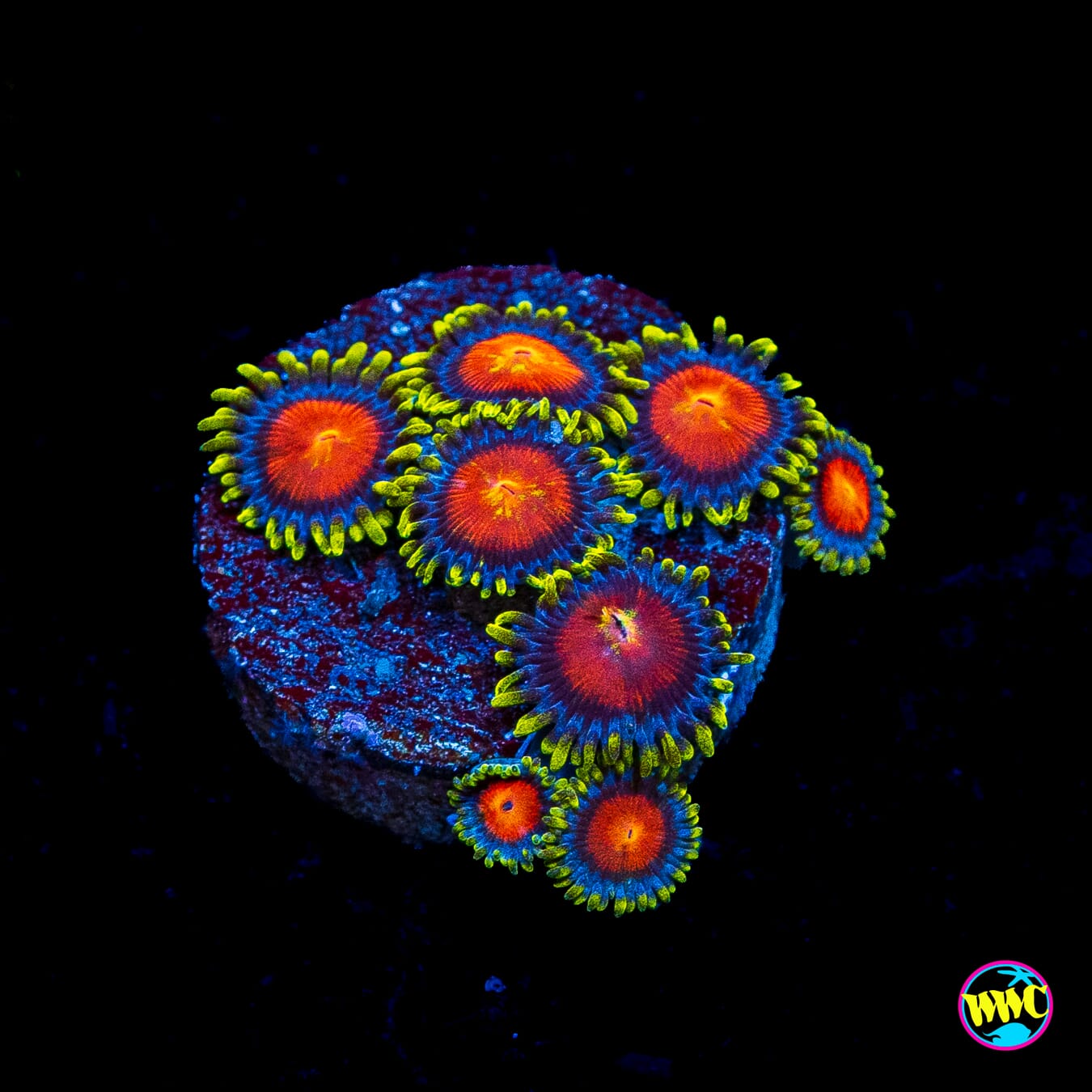 WWC Rising Sun Zoanthids
