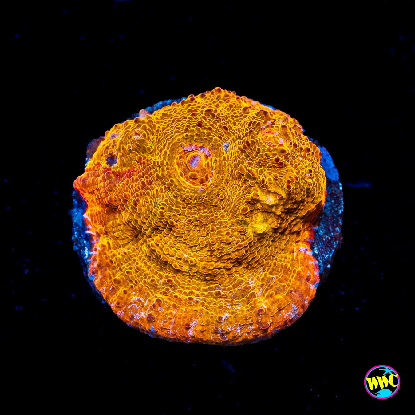 WWC Fanta Chalice
