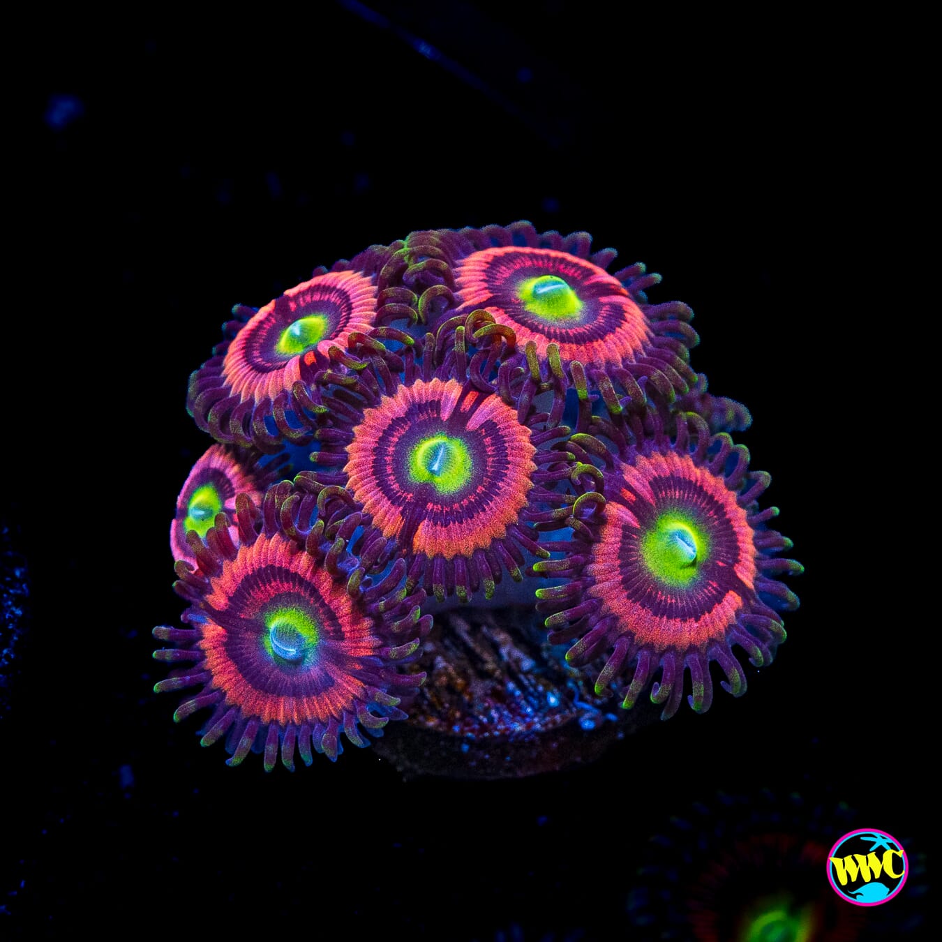 WWC Ultimate Bubblegum Pink Zoanthids