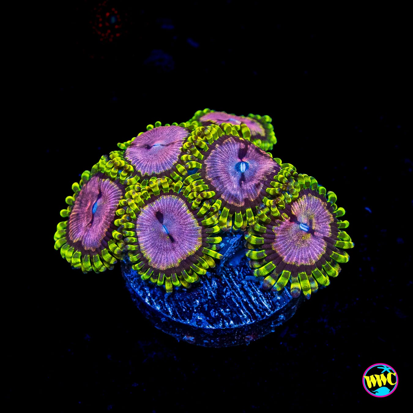 WWC Purple Monsters Zoanthids