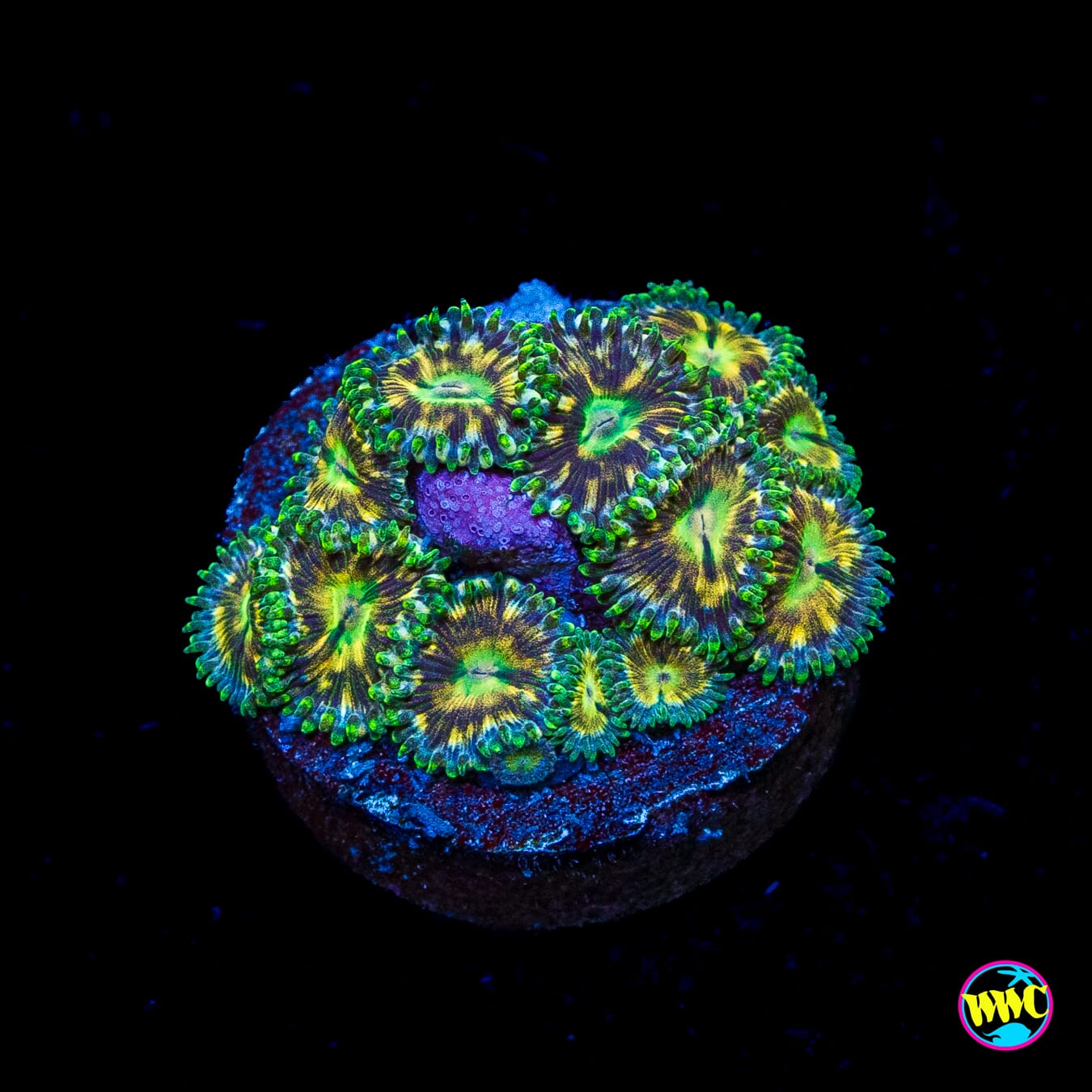 WWC Emerald Nightmare Zoanthids