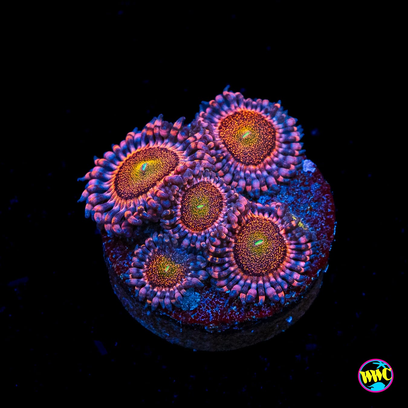 Mohawk Zoanthids