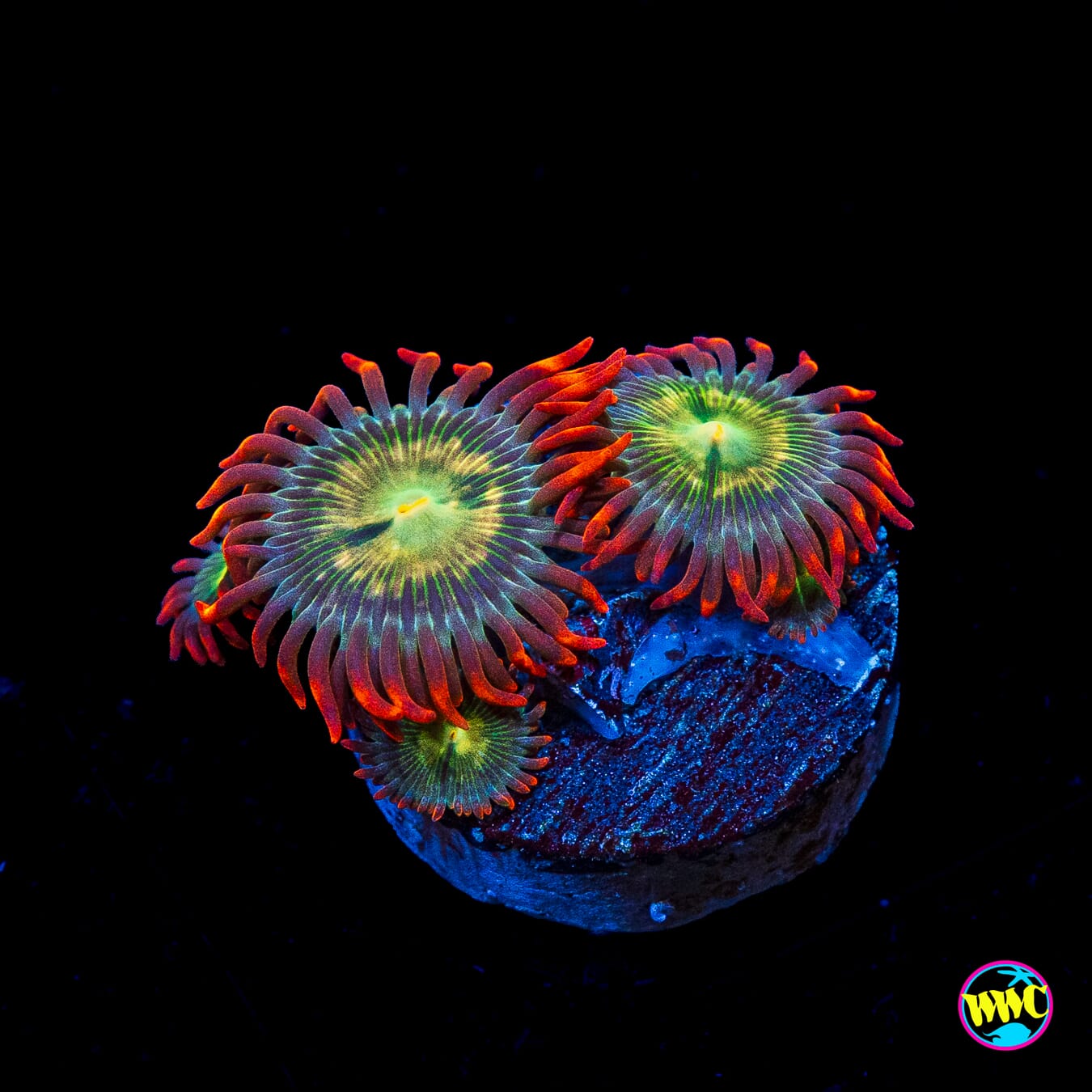 WWC Astral Shift Zoanthids