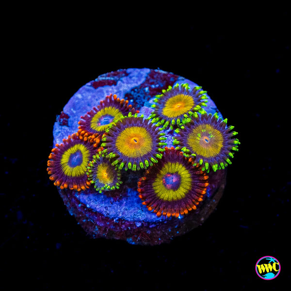 Fruit Loopz Queen Midas Combo Zoanthids