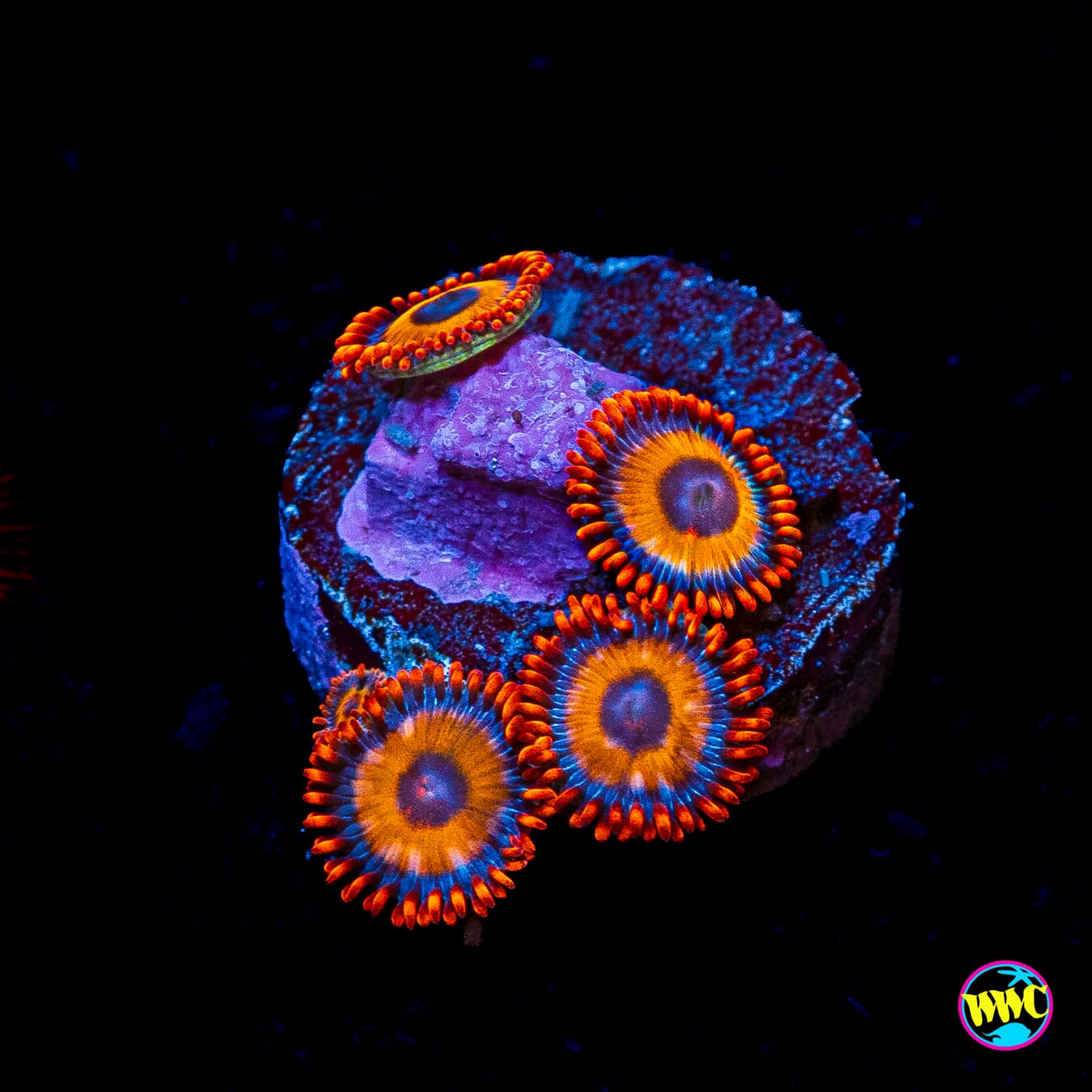 Oxide Zoanthids