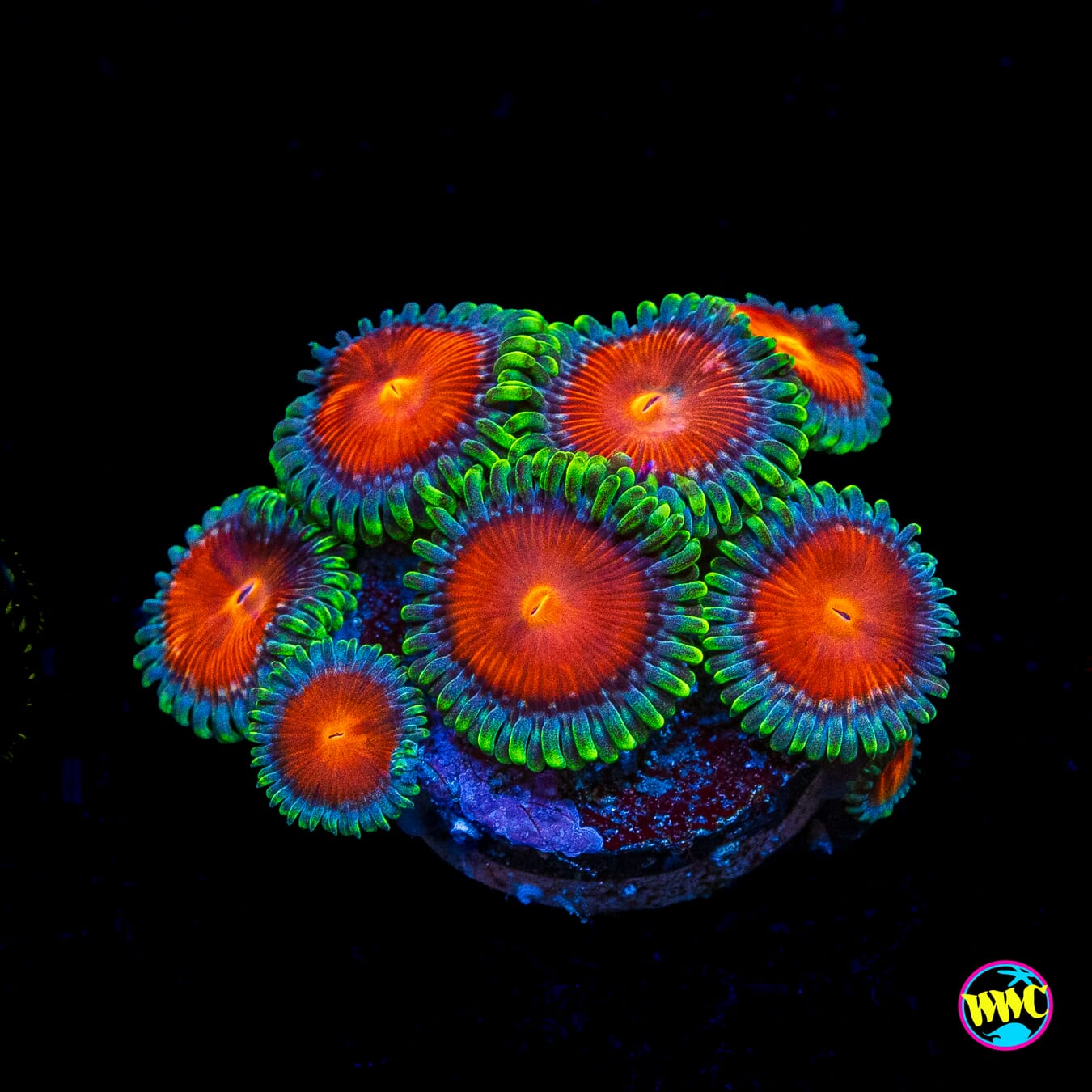 WWC Elemental Fury Zoanthids