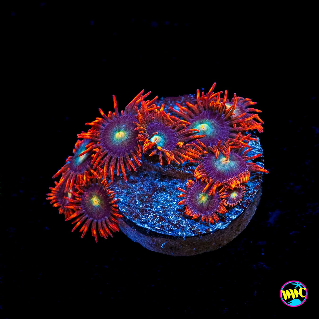 WWC Wildfire Zoanthids