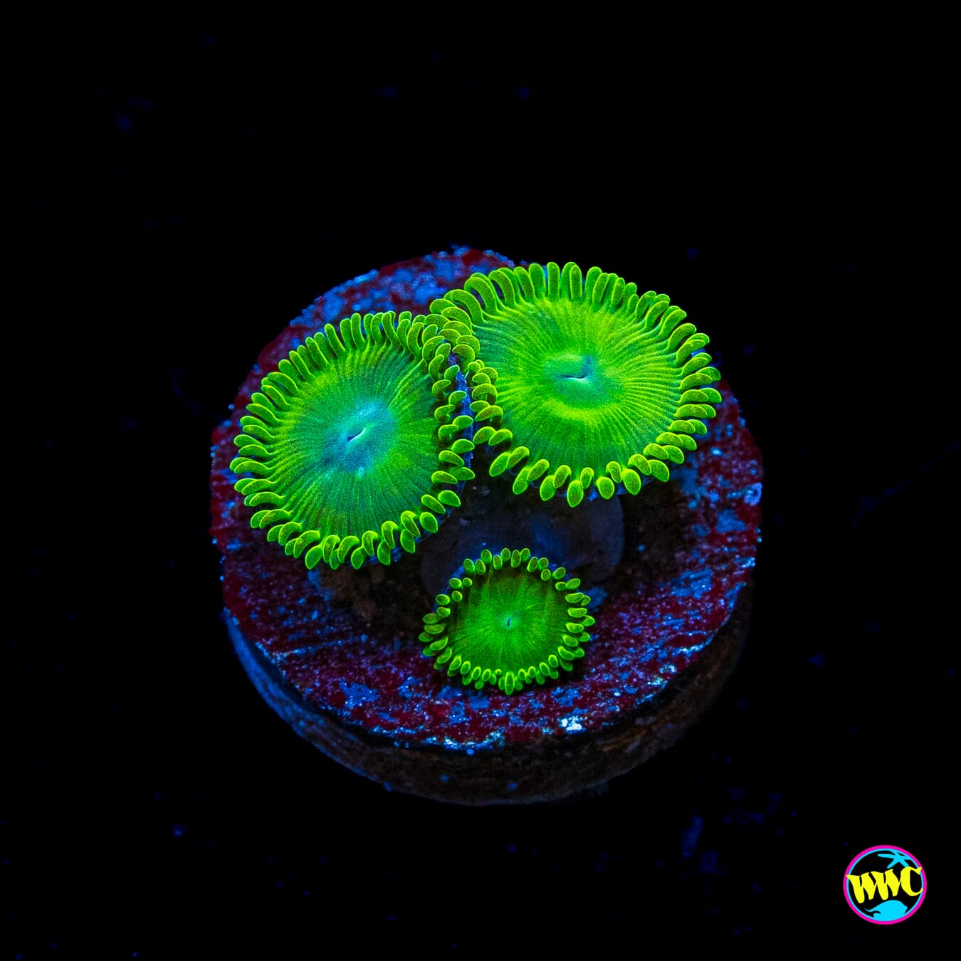 WWC Toxic Tonic Zoanthids