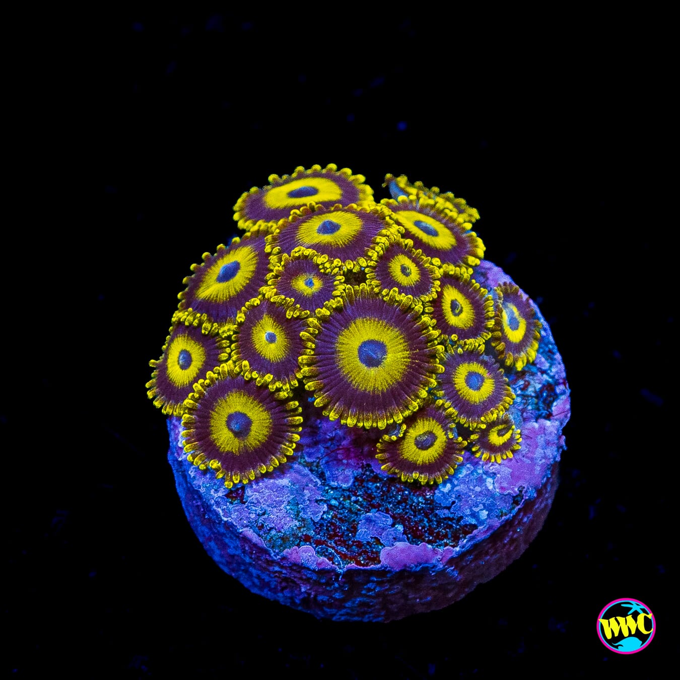 LA Lakerz Zoanthids