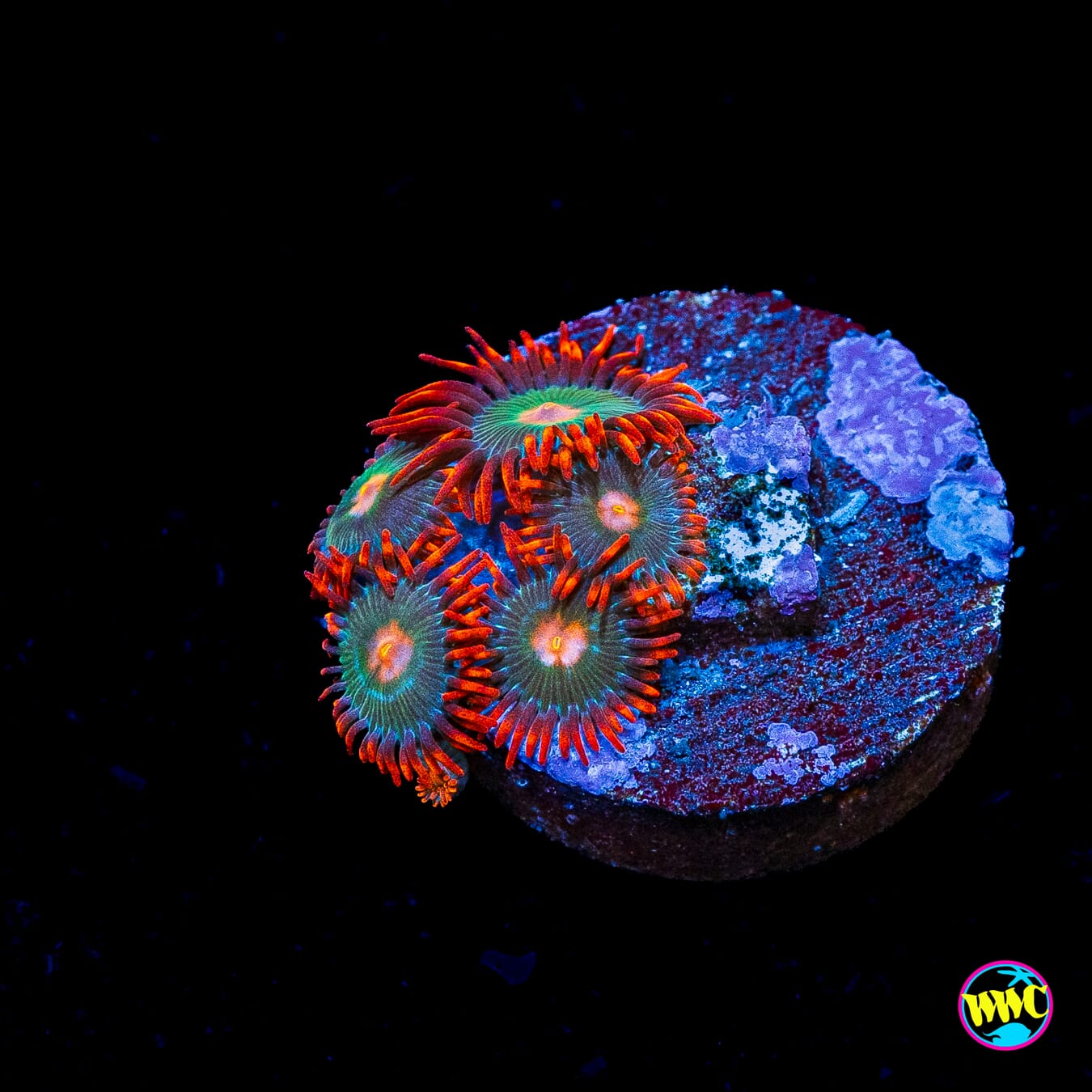 Gadorade Zoanthids