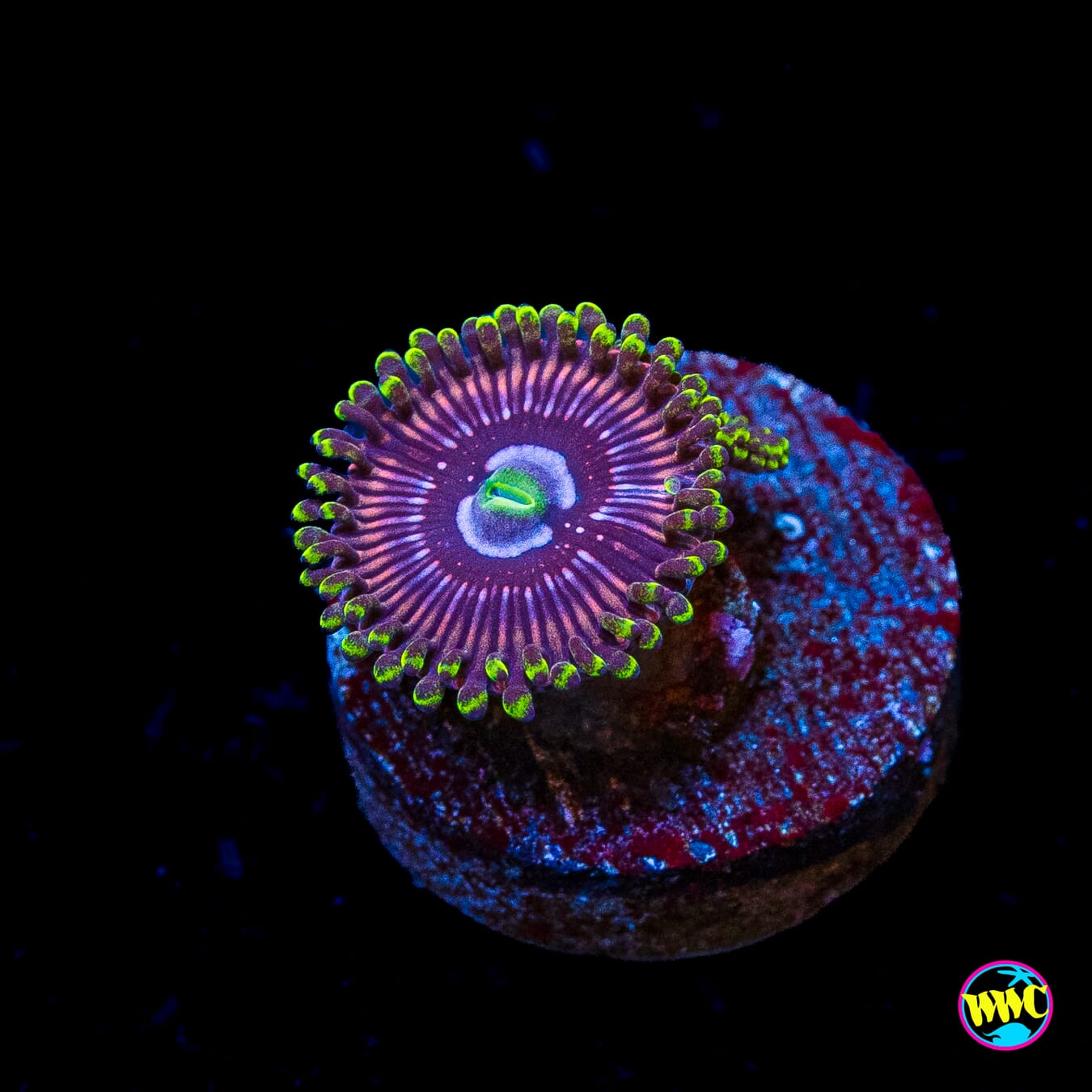 WWC Black Orchid Zoanthids