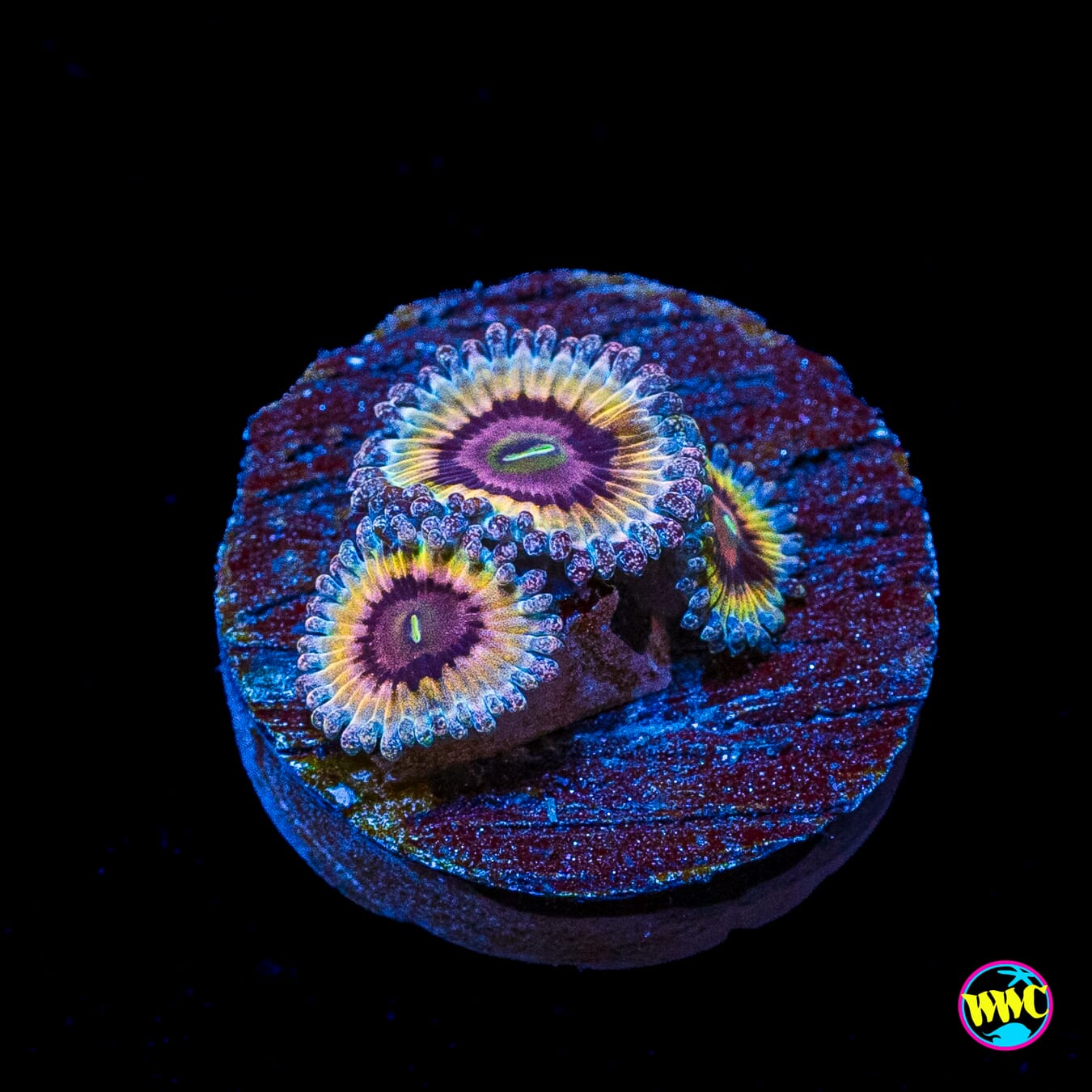 Queen Stratosphere Zoanthids