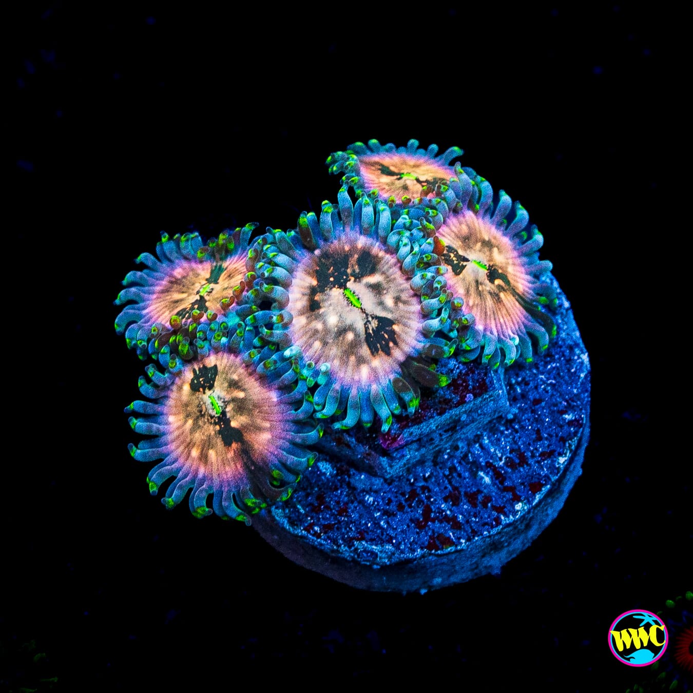 Hawaiian Ding Dang Zoanthids