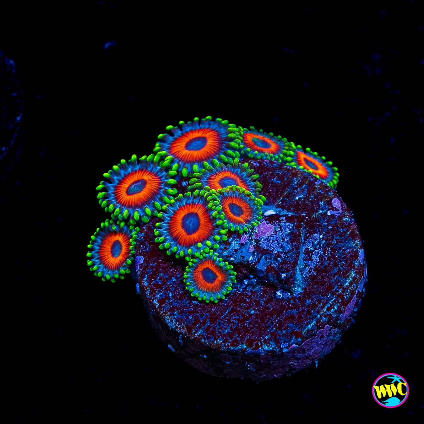 Whammin Watermelon Zoanthids