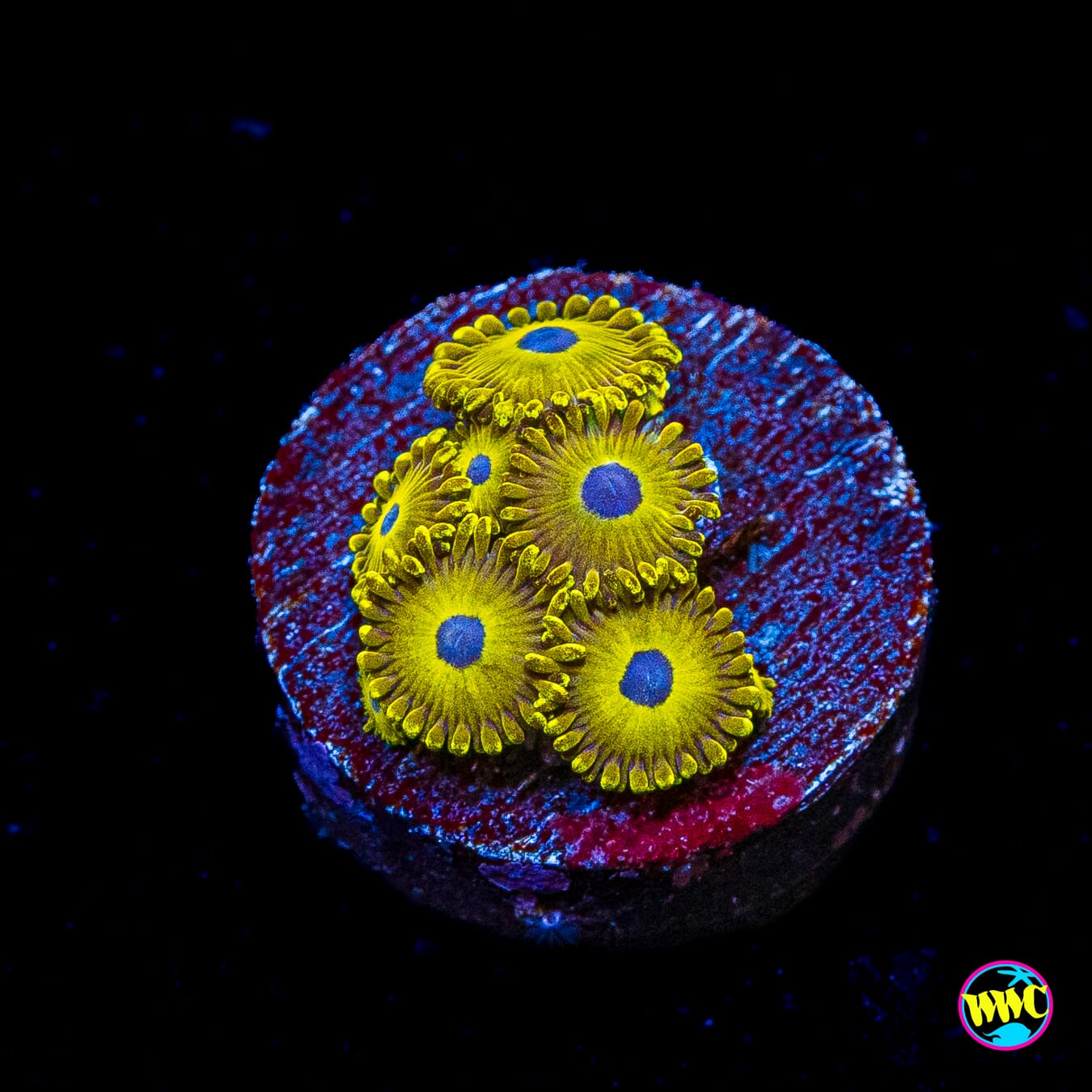 WWC Canary Island Zoanthids