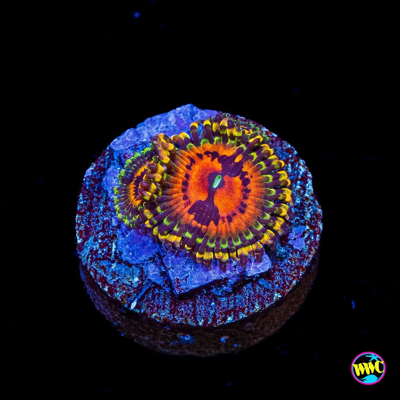 GB Bowtie Blaster Zoanthids