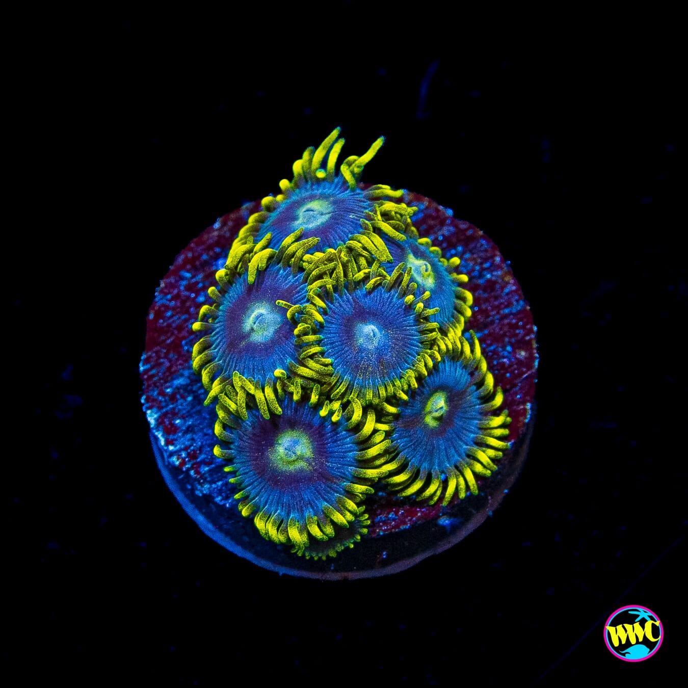 WWC Sunbeam Shuriken Zoanthids