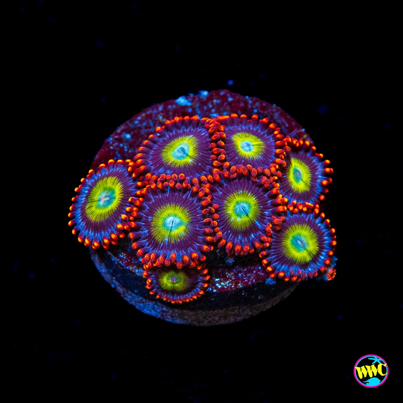 Monster Mash Zoanthids