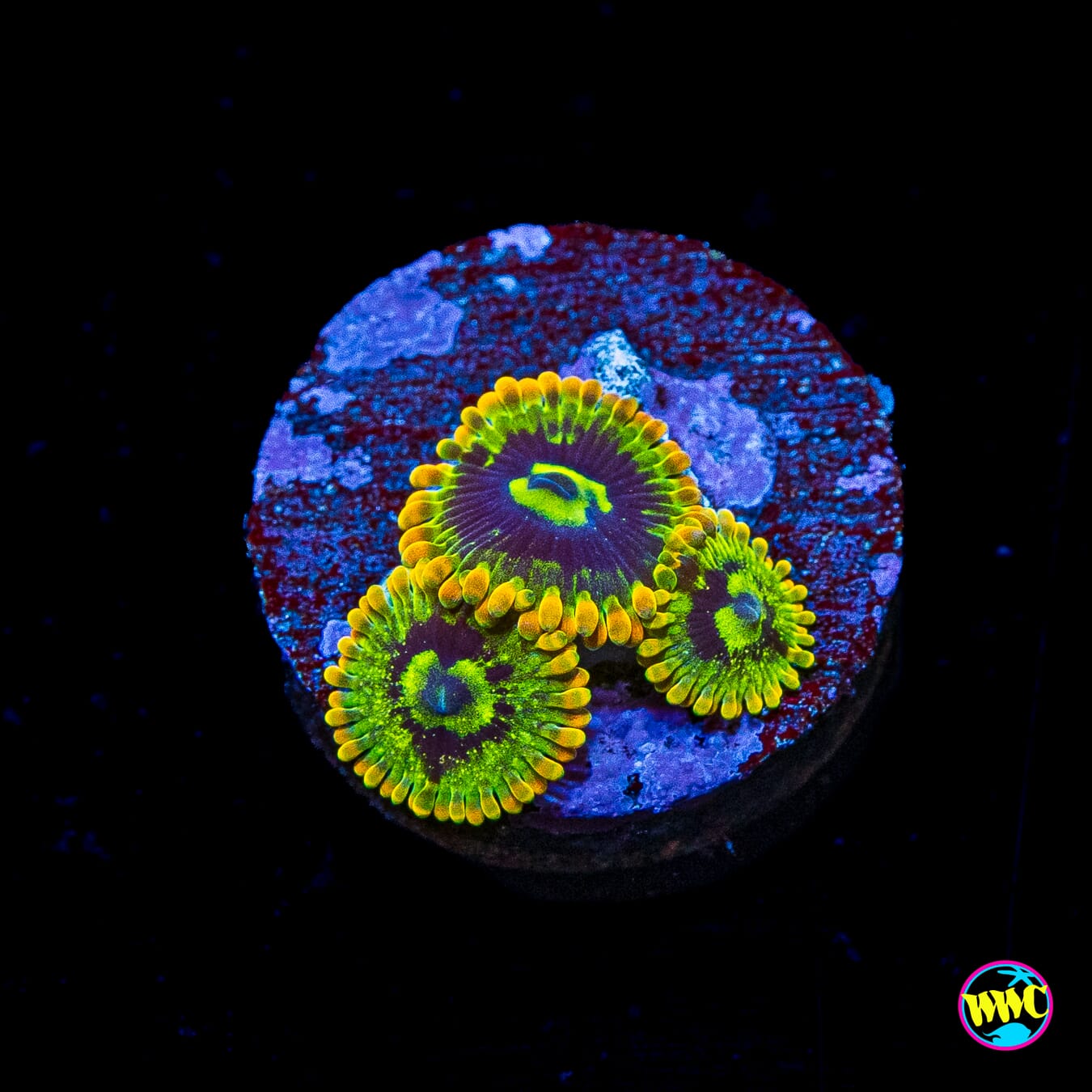 Yodaz Zoanthids