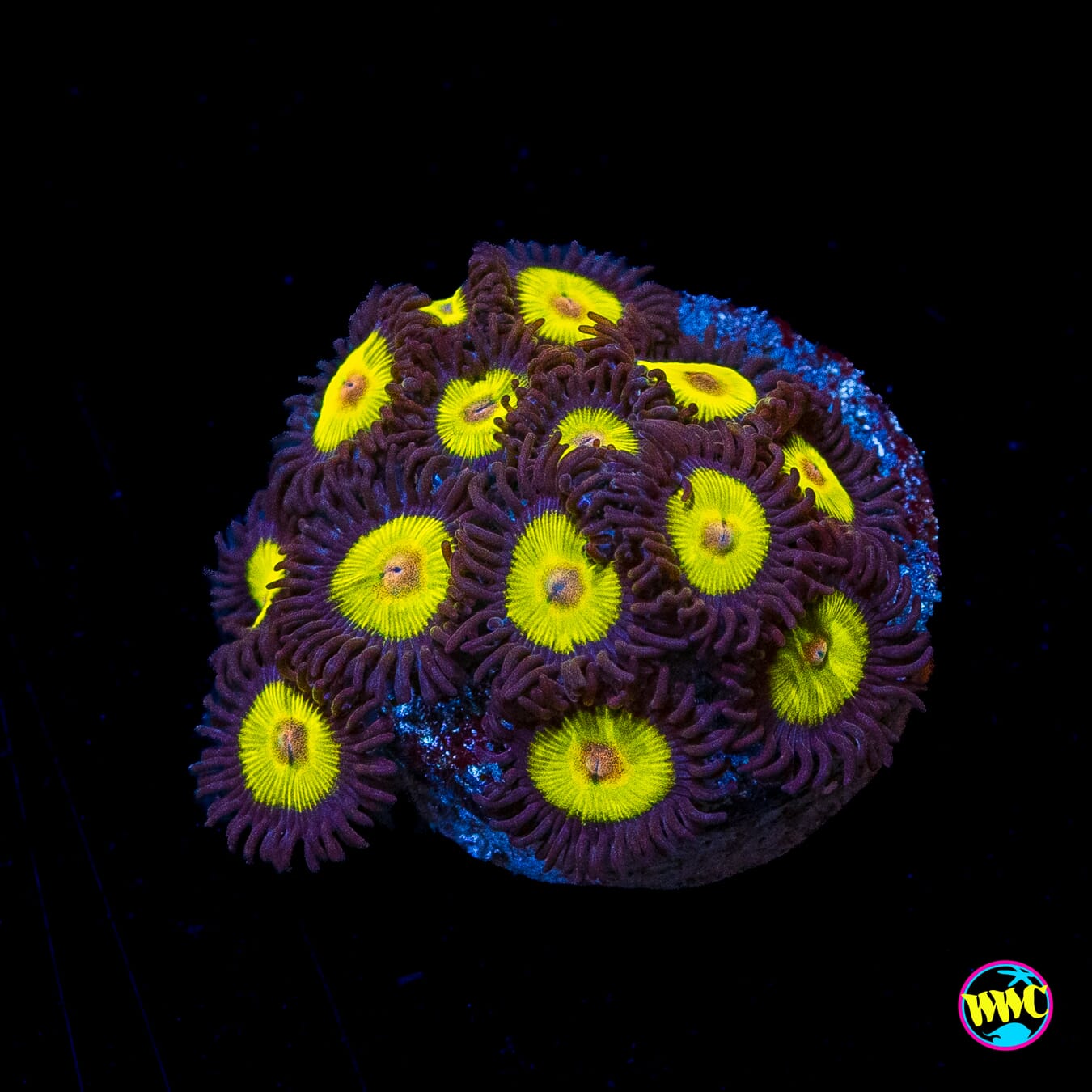 WWC Golden Eye Zoanthids