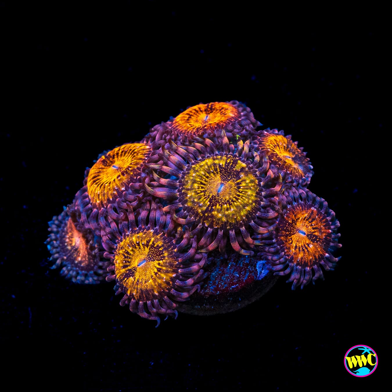 WWC Pandoras Zoanthids