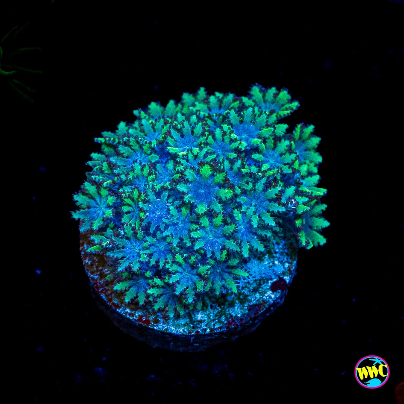 WWC Blue Sympodium