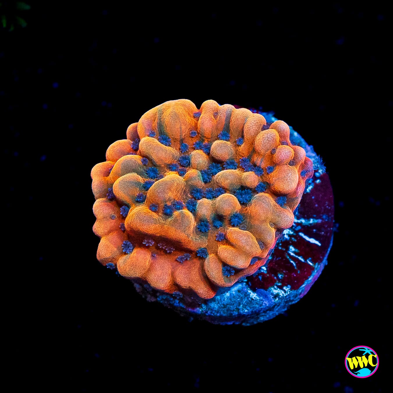 Jason Fox Altered Ego Montipora